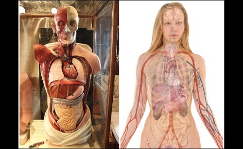 Ihmisen anatomia.